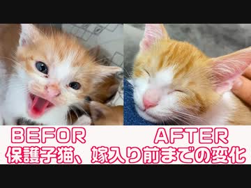 威嚇尽くしだった保護子猫、万感の嫁入り前夜を迎える