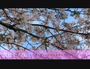 【きららキャラの名前で千本桜】雲母千人桜【映像新調版】