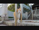 神社から帰る時も付いてくる猫がかわい過ぎる