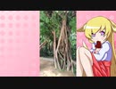 ヒヨリちゃんの沖縄旅行,那覇首里城２