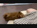 こまるの初訪問日…