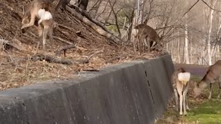 突然野生の鹿