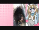 ゾンビーナのハムスターの日常。54