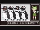 １０秒で見分ける日本のケープペンギン属【第三回10秒動画祭】