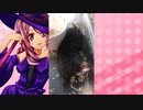 マガラブのハムスターの日常54