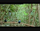 Lance-tailed Manakin Cam Display Perch 1