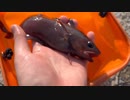 肝が美味すぎる魚【穴釣り】