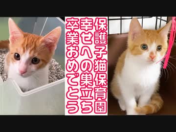 保護子猫姉妹の卒業、幸せへの巣立ちのとき