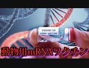 食肉動物用mRNAワクチンは胃や腸から吸収されるのか？