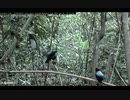Lance-tailed Manakin Cam Display Perch 2