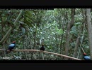 Lance-tailed Manakin Cam Display Perch 3