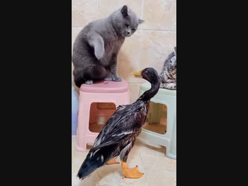 ホモと見るネコカスからぶっ叩かれてもめげない鳥