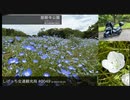 しげっち交通観光局#0049 トリシティ155で行く「慈眼寺公園@鹿児島市」/2023.04.20