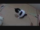 回る猫とバッハ