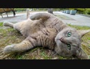 公園のベンチに座っていると猫が芝生へ行こうと誘ってきた