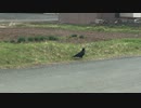 #カラス トコトコ