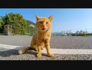猫島の漁協付近に行くと何か必死にアピールしてくる猫が集まってきた