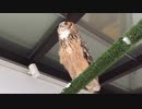 ふくろうの鳴き声