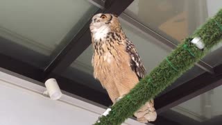 ふくろうの鳴き声