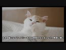 【AI動画】猫が懐く方法