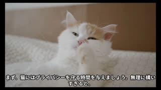 【AI動画】猫が懐く方法