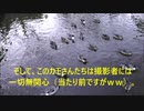 【撮影は無視！】気ままなカモさん