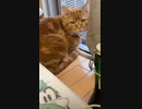 拗ねてるコタロウ(お留守番) サイレント　＃１