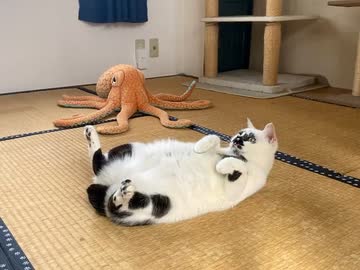 ホモと見る二度寝するネコ