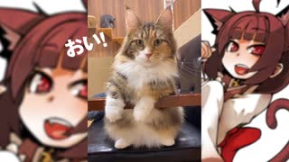 【第三回10秒動画祭】ねこたんより。