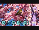 おバイク風景案内４１ 梅の京都（前）【V-STROM1050XT】