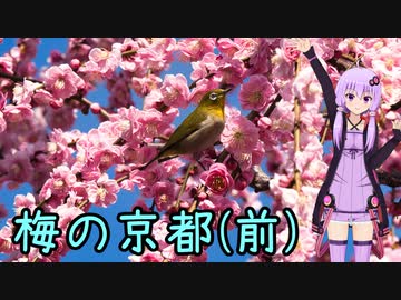 おバイク風景案内４１ 梅の京都（前）【V-STROM1050XT】