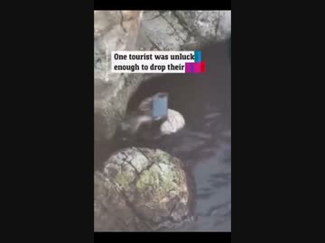 ホモと見る客が落としたスマホを破壊するラッコ