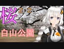 【桜 2023】  桜並木 白山公園（東京都東久留米市）