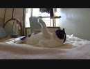 猫とミニバレーとサティ