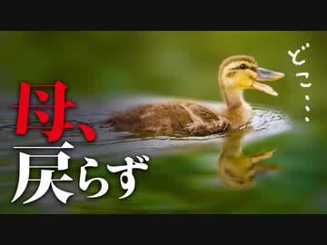 0611C③【ヒナ置き去り】母はどこ…?猛禽類VS小鳥！チョウゲンボウの飛翔、セッカの鳴き声、イシガメ。田んぼに親子　#カモ親子　#野鳥撮影 　#身近な生き物語