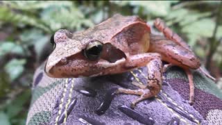 カエル、垂れ耳うさぎ、ヤギ、ウシ、カメを見るだけ