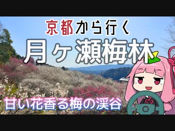 運転初心者を越えて！月ヶ瀬梅林【京都から行く初心者ドライブスポット #33】