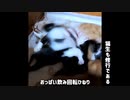 【いいとこどり】猫生も修行なのだ