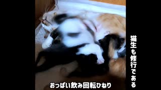 【いいとこどり】猫生も修行なのだ