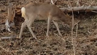 食事をする野生の鹿