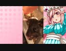 クリスのハムスターの日常。26