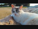 猫の沿岸警備隊