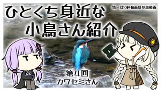 【第三回10秒動画祭】ひとくち身近な小鳥さん紹介【第4回:カワセミさん】