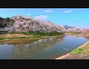 宇陀川の桜