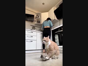 ホモと見る食器を鳴らして食事の催促をするネコ