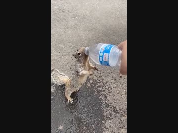 ホモと見る人間に水を要求するリス