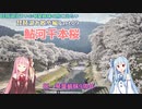 【琴葉姉妹誕生祭2023】お花見ツーリング　鮎河千本桜　～琵琶湖住まいの琴葉姉妹は旅に出たい～琵琶湖お散歩編Part09～【VOICEROID車載】