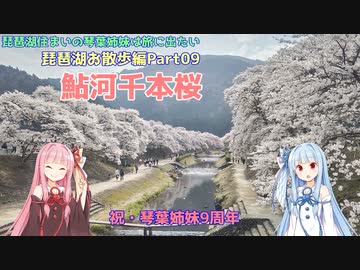 【琴葉姉妹誕生祭2023】お花見ツーリング　鮎河千本桜　～琵琶湖住まいの琴葉姉妹は旅に出たい～琵琶湖お散歩編Part09～【VOICEROID車載】