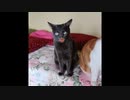【短い動画】なんちゃってメンバー紹介