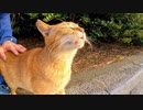撫でられてゴロゴロ喜んでいたらライバル猫にド突かれる茶トラ猫